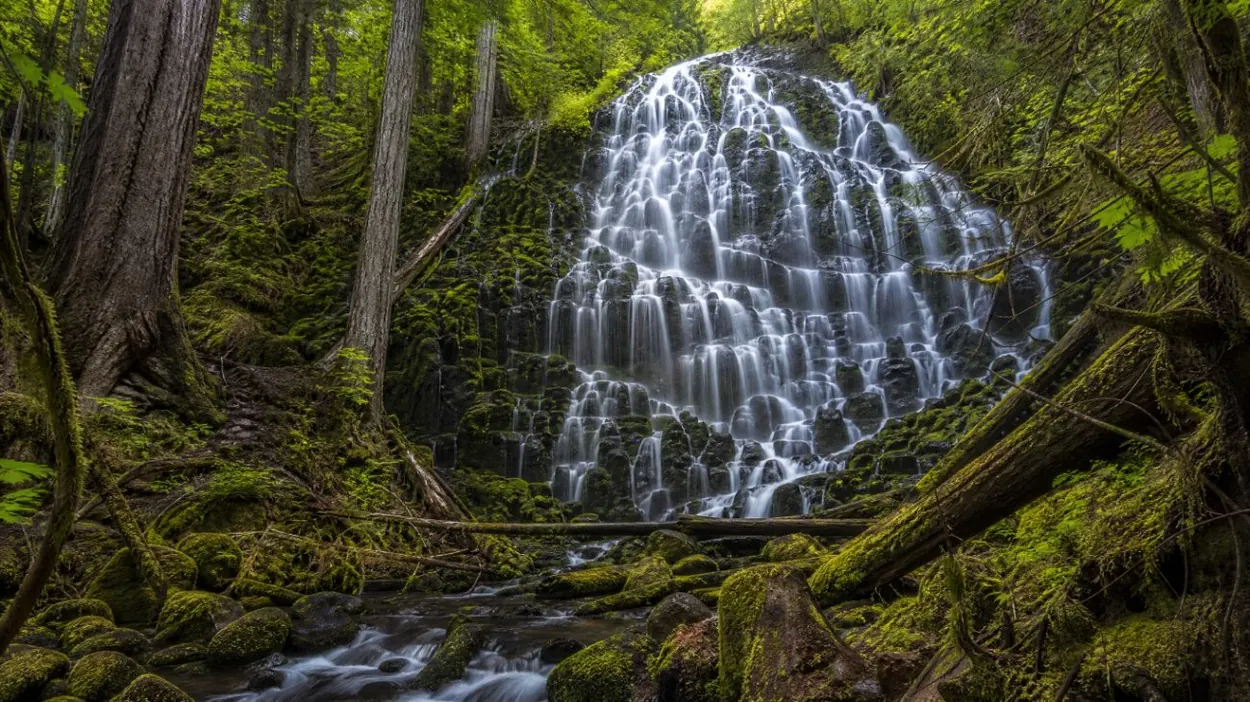 Ramona Falls che scende su gradini di basalto scuro in un bosco muschioso